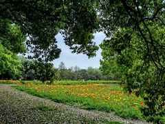 -上海共青森林公园