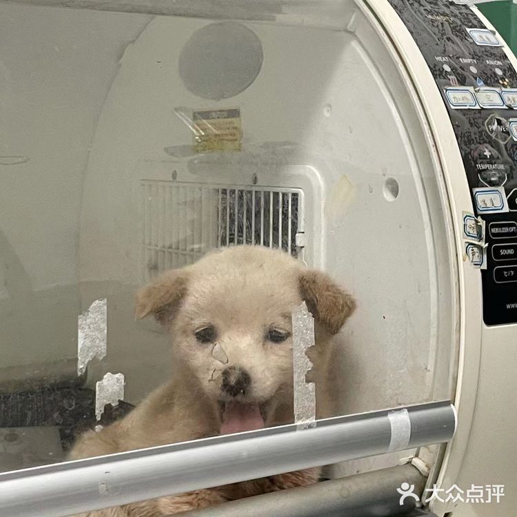 宠物盲盒幸存狗狗，等你给她一个家…