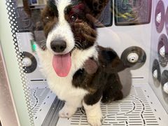 -FAELING PETS美天灵宠物(富力广场店)