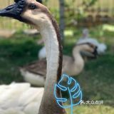 夏日游玩——阿菠萝小猪王国
