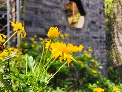 -三圣花乡旅游区