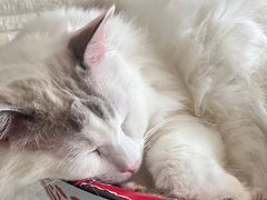 -平行世界·猫咖(首经贸店)