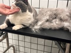 -钦宠·猫咪售卖·洗护·寄养(东圃旗舰店)