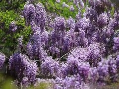 -龙口南山旅游景区