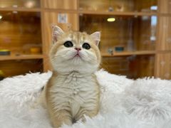 -猫十亿·布偶金渐层·曼基康矮脚猫舍(青年路店)