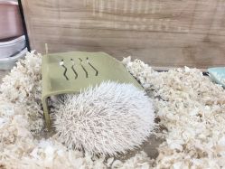 -Moni星球萌宠·小马宝莉·灵蛇·高端高阶全萌宠互动体验俱乐部(红豆国际广场店)