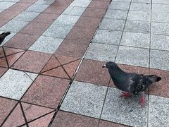 -国际通