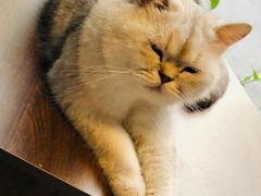 -豆逗聊愈猫阁Easy Life