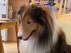 -樱の千渡日式料理·铁板烧•烧鸟(金盛田广场店)