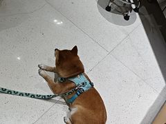 -帕帕拉兹宠物(亚洲旗舰店)