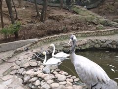 -燕塞湖鸟语林景区
