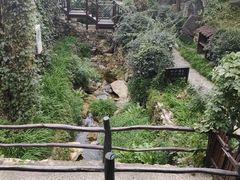 -Local泰莲庭(虹鳟鱼店)