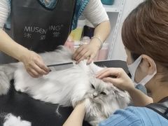 -山宅一喵德文卷毛猫舍