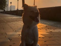 -严国平动物医院(德政总院)