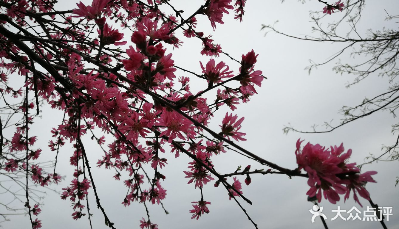 闻涛路樱花大道