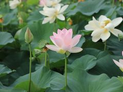 -莲花池公园
