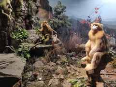 -陕西自然博物馆