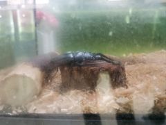 -上海昆虫博物馆