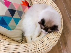 -李小姐の猫咖啡馆(五角场店)