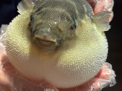-肆月河豚·淮扬菜·湘菜(华天店)