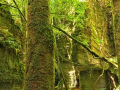 -梭布垭石林景区