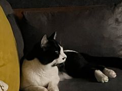 -猫爪屋猫咖(乐汇城店)