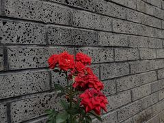 -清湖文化公园