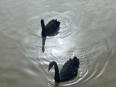 -青藏高原野生动物园