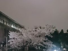 -武汉大学-樱园
