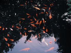 -名树园
