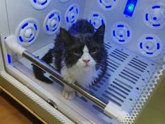 -PETKIT小佩宠物·低压洗护(国顺东路店)