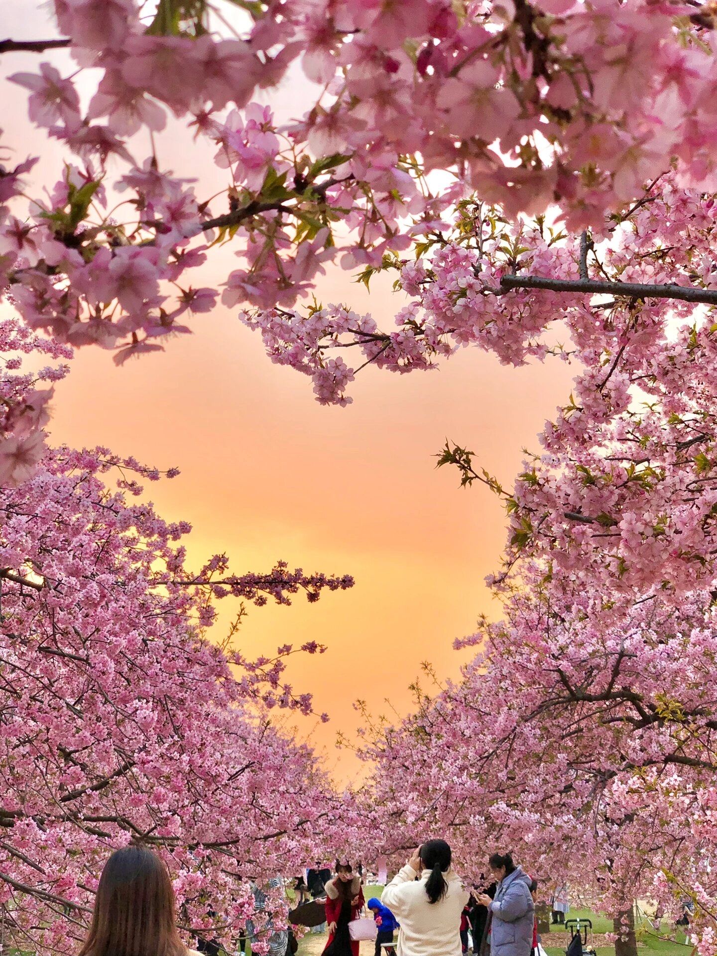 上海📍樱花树围绕的爱心天空🧡