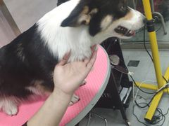 -宠福鑫康馨动物医院·骨科·眼科
