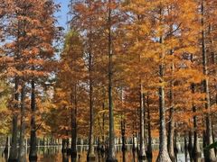 -白鹭湾湿地公园