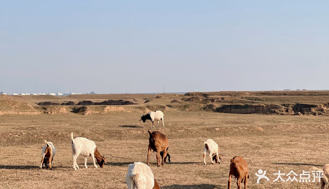 南昌拍照📸打卡 | 江滩上的羊咩咩🐏