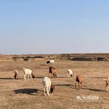 南昌拍照📸打卡 | 江滩上的羊咩咩🐏