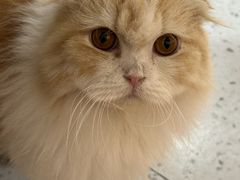 -喵园·猫主题咖啡厅·撸猫·猫咖(国贸店)