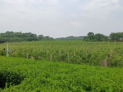 -北京张裕爱斐堡酒庄