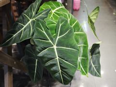 -循礼门鲜花花市(武汉循礼门店)