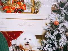 -超宠爱宠物摄影-Super pet