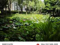 -陈家山荷花公园