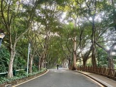 -银湖山郊野公园-相思林