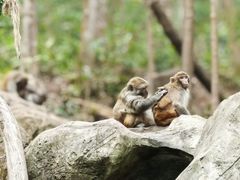 -普洱太阳河森林公园