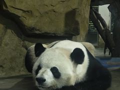 -成都动物园