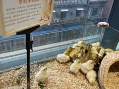 -怪兽屋·羊驼·猫咖·狗咖(俊华广场店)