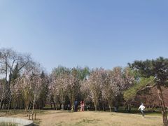 -莲花池公园