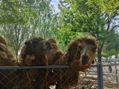 -长白岛森林公园