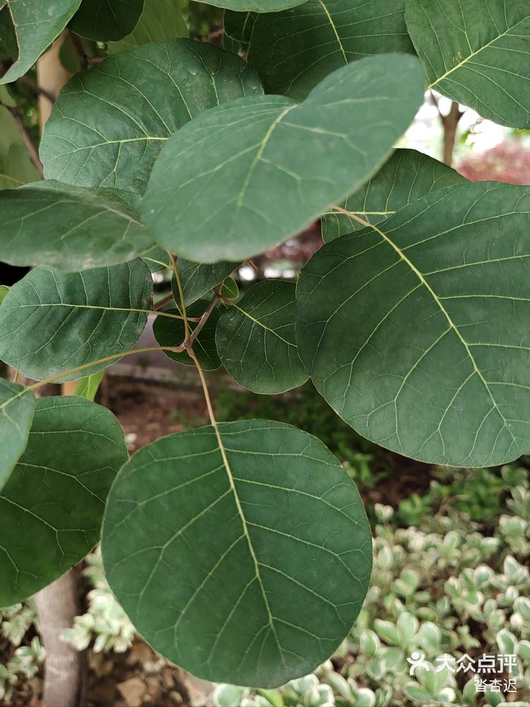 夏天的黄栌叶也这么可爱