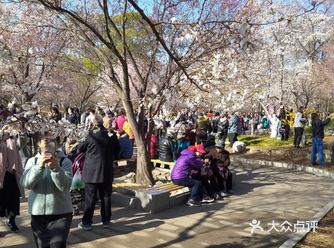今年樱花节人特别多,所以还是得早点去。人挨人,人挤人