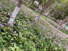 -长白岛森林公园